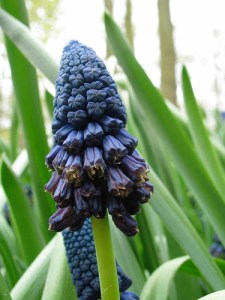 Bellevalia pycnanta.jpg